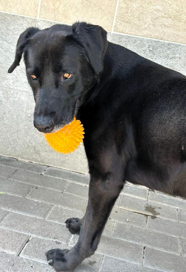 ELIJA BELLISSIMA LABRADOR Foto 3